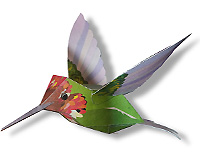Hummingbird